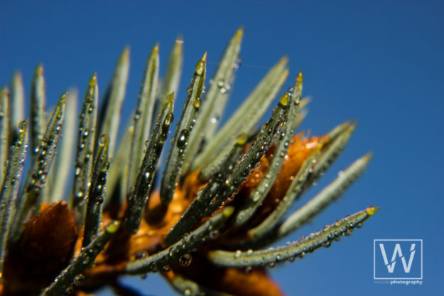 westonschindler-macro-3